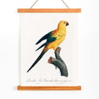 The Sun Parakeet The Sun Parakeet