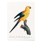 The Sun Parakeet The Sun Parakeet