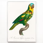 The Turquoise-Fronted Amazon The Turquoise-Fronted Amazon