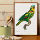The Turquoise-Fronted Amazon The Turquoise-Fronted Amazon