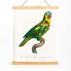 The Turquoise-Fronted Amazon The Turquoise-Fronted Amazon