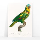 The Turquoise-Fronted Amazon The Turquoise-Fronted Amazon