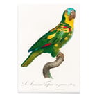 The Turquoise-Fronted Amazon The Turquoise-Fronted Amazon