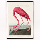 Pink Flamingo Pink Flamingo