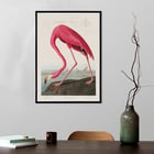 Pink Flamingo Pink Flamingo