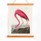 Pink Flamingo Pink Flamingo