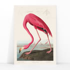 Pink Flamingo Pink Flamingo