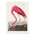 Pink Flamingo Pink Flamingo
