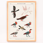Birds from the tombs of Nevoethph and Menothph Birds from the tombs of Nevoethph and Menothph