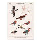 Birds from the tombs of Nevoethph and Menothph Birds from the tombs of Nevoethph and Menothph