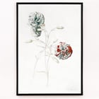 Carnations Carnations