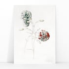 Carnations Carnations