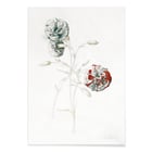 Carnations Carnations
