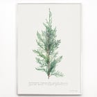 Juniper Juniper