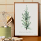 Juniper Juniper