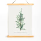 Juniper Juniper