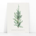 Juniper Juniper