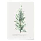 Juniper Juniper