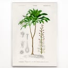 Dracaena brasiliensis Dracaena brasiliensis
