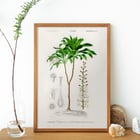 Dracaena brasiliensis Dracaena brasiliensis