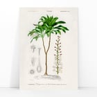Dracaena brasiliensis Dracaena brasiliensis