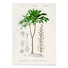 Dracaena brasiliensis Dracaena brasiliensis