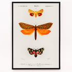 Orange moths Orange moths