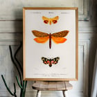 Orange moths Orange moths