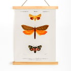 Orange moths Orange moths
