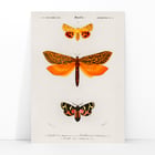 Orange moths Orange moths