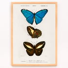Blue & Brown Butterflies Blue & Brown Butterflies