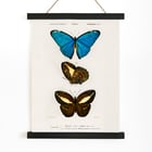 Blue & Brown Butterflies Blue & Brown Butterflies