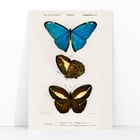 Blue & Brown Butterflies Blue & Brown Butterflies