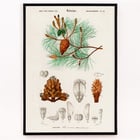 Martime pine Martime pine