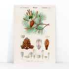 Martime pine Martime pine
