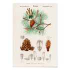 Martime pine Martime pine