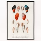 Colored Mollusks Colored Mollusks