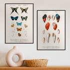 Colored Mollusks Colored Mollusks