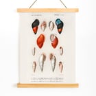 Colored Mollusks Colored Mollusks
