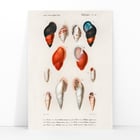Colored Mollusks Colored Mollusks