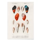 Colored Mollusks Colored Mollusks