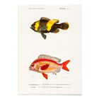 Arten von Fischen Arten von Fischen