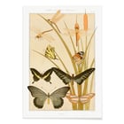 Butterflies and Reeds Butterflies and Reeds
