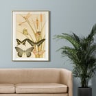 Butterflies and Reeds Butterflies and Reeds