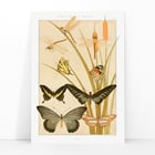 Butterflies and Reeds Butterflies and Reeds