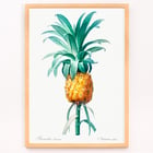 Pineapple Pineapple