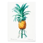 Pineapple Pineapple