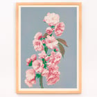 Cherry Blossom Cherry Blossom