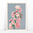 Cherry Blossom Cherry Blossom