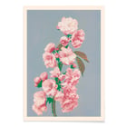 Cherry Blossom Cherry Blossom
